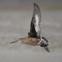 Hudsonian Godwit